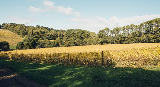 T'Gallant Vineyard